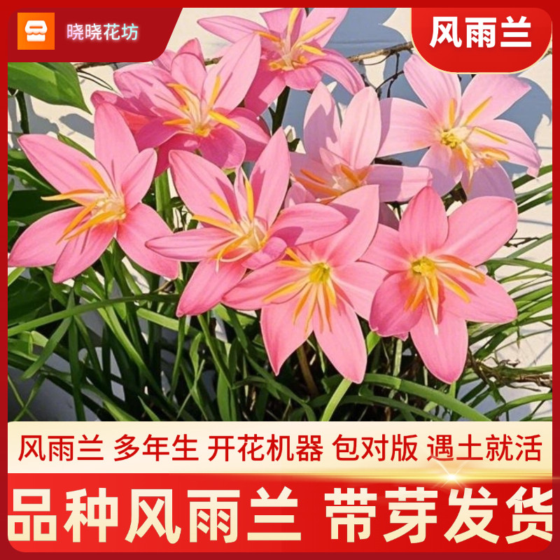 风雨兰种球网红胖丽丽室内阳台楼顶庭院易活好养耐热花卉四季开花