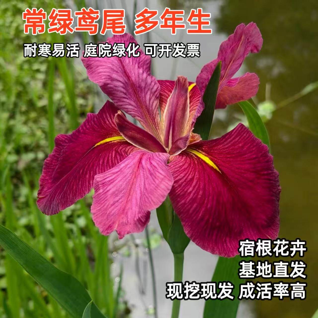 德国鸢尾常绿鸢尾水生鸢尾花苗盆栽地栽庭院造景湿地旱地绿化花卉