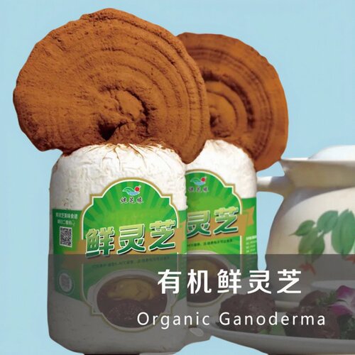 买1送健芝缘菌灵芝新鲜有机种植