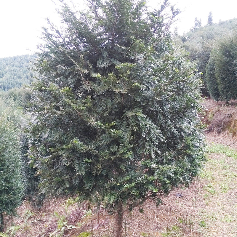 南方红豆杉大树苗植物地栽盆栽正宗绿化别墅庭院室内种大型红豆杉