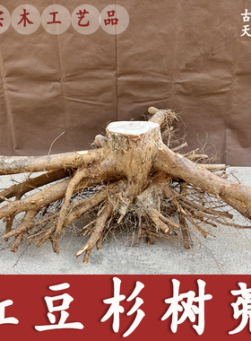 红豆杉树兜老树根雕毛料原材料木茬头凳子花架异形天然树木桩摆件
