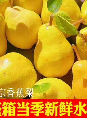 正宗甘肃天水香蕉梨9斤