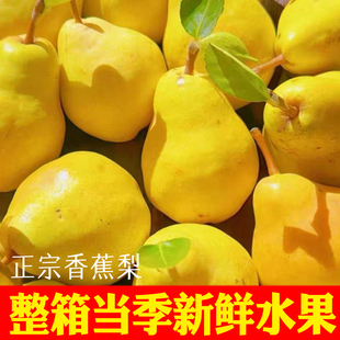 正宗甘肃天水香蕉梨太婆梨水果新鲜当季整箱应季特产时令水果9斤