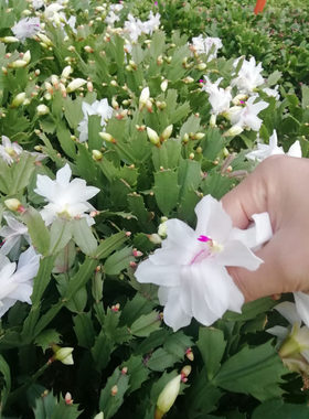 多色进口嫁接带花苞蟹爪兰新品种