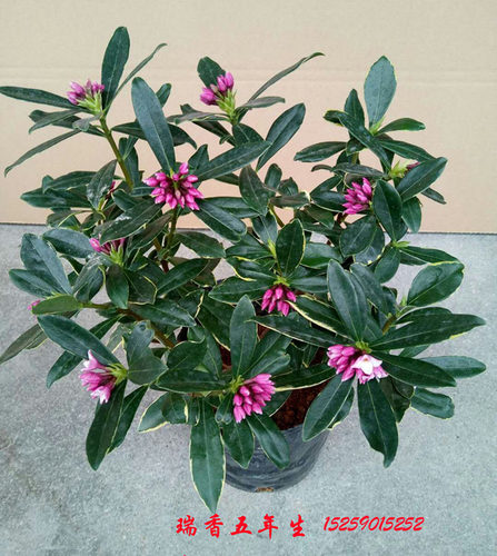 浓香瑞香花多年生庭院室内植物