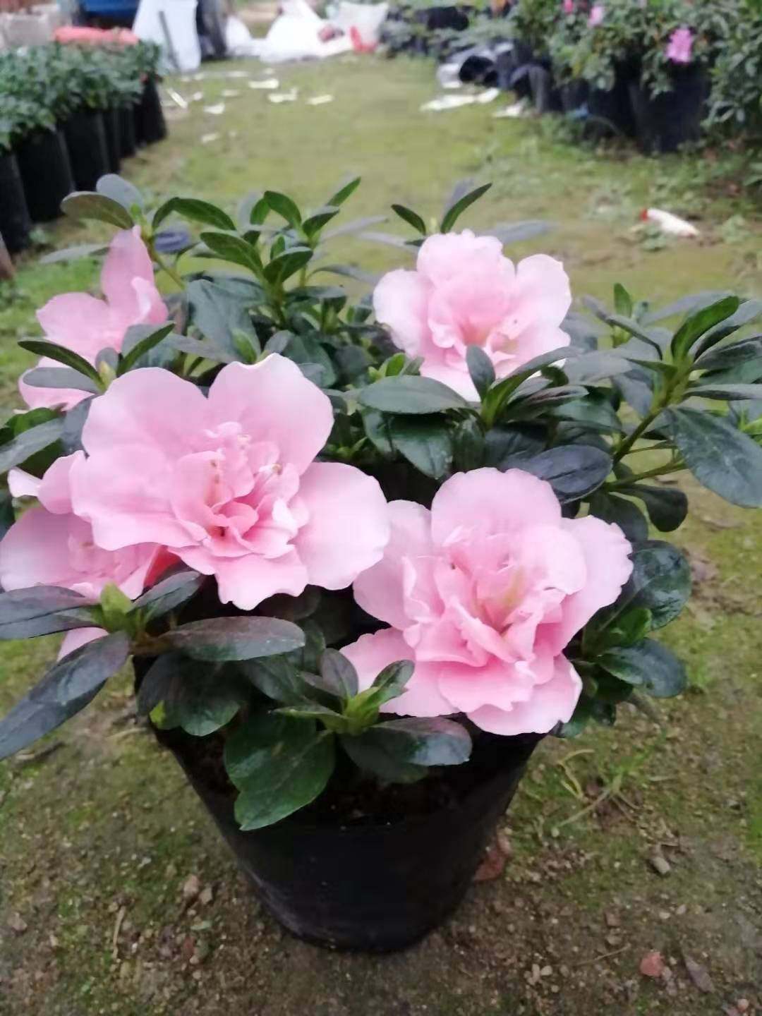 特价杜鹃四季开花耐寒秋冬花卉杜鹃花盆栽四季开花苗比利时杜鹃