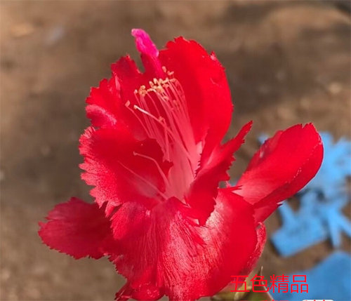 五色蟹爪兰羽毛系列室内四季多色