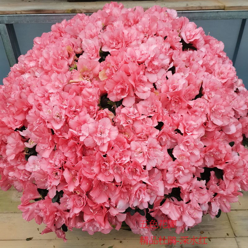 多色杜鹃带花苞桃红深水红杨梅红树桩庭院别墅绿植带花四季开