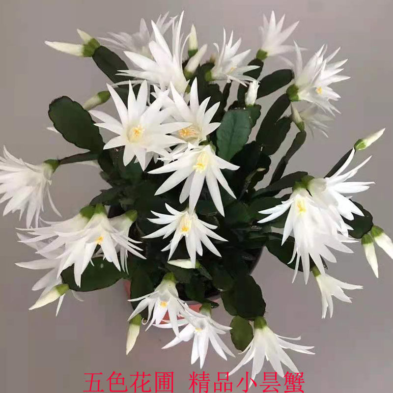 新品蟹爪兰假昙花三月红白色小昙花原盆带土花期已过。不带花苞