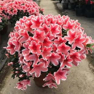 百合杜鹃花多色爆盆百合盆栽庭院绿植百合杜鹃精品原盆带土发货