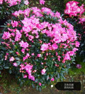 特价西玛杜鹃盆栽四季开花杨梅红樱桃红小桃红原盆带土杜鹃花苗