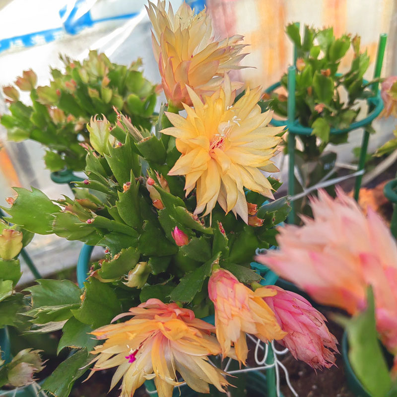 重瓣蟹爪兰嫁接原盆带土多色新品假昙花蟹爪莲室内