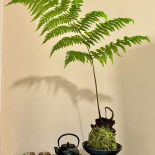 蕨类水培植物盆栽红磷蕨苔藓球耐阴一叶蕨室内新中式禅意好养绿植