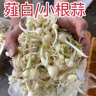 湖北新鲜小根蒜大脑瓜菜野外采挖特产小野蒜新鲜蔬菜薤白搅拌腌菜
