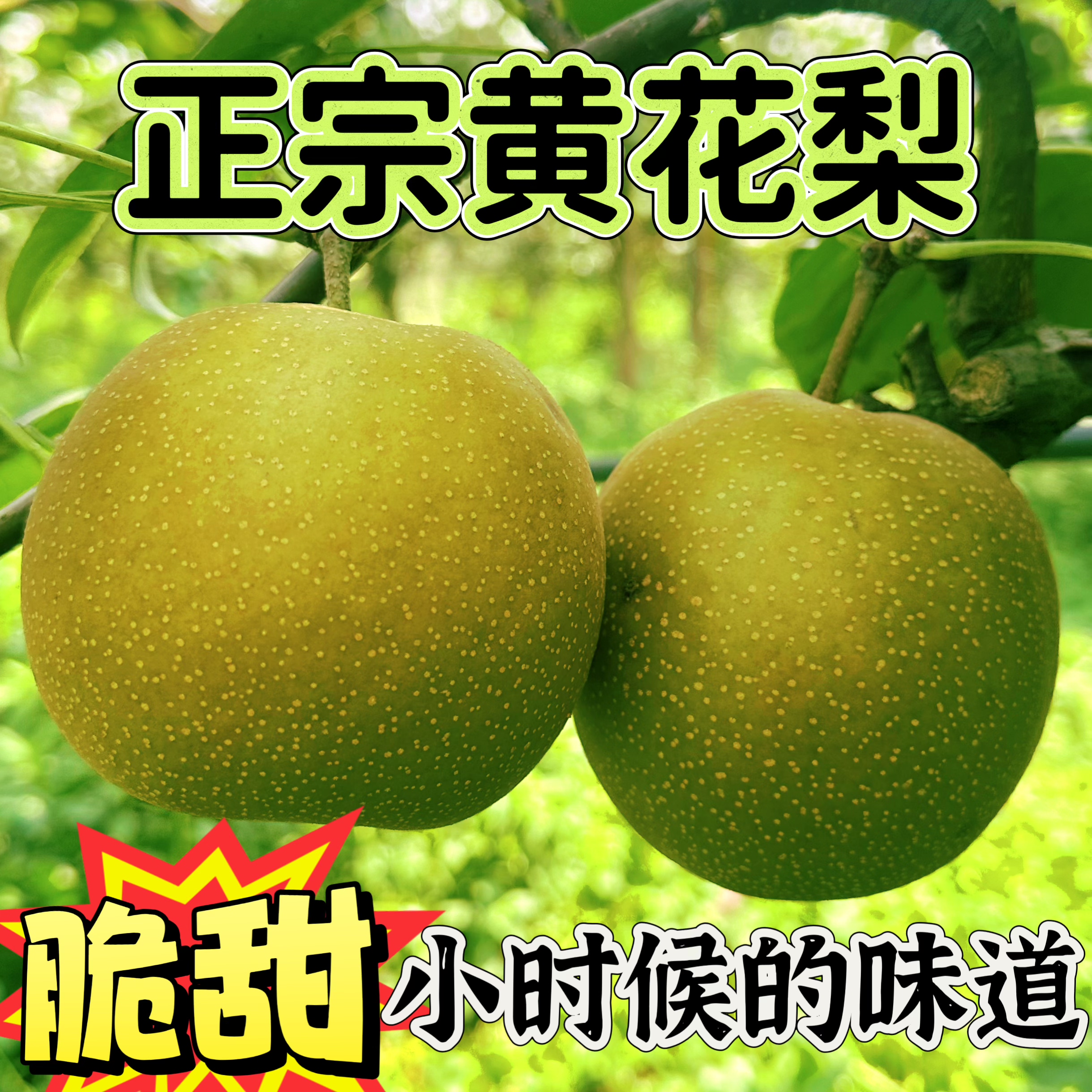 湖北沙梨黄花梨脆甜多汁沙梨产地直发皮薄新鲜香梨新鲜水果图片