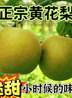 湖北沙梨黄花梨脆甜多汁沙梨产地直发皮薄新鲜香梨新鲜水果