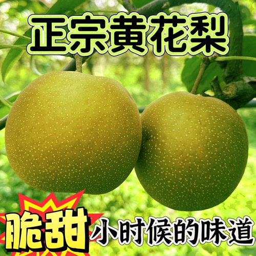 湖北沙梨黄花梨脆甜多汁沙梨产地直发皮薄新鲜香梨新鲜水果
