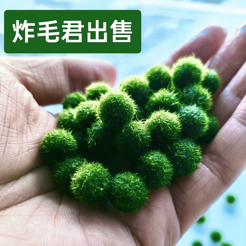 如植炸毛君海藻球微景观鱼缸造景