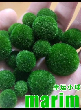 幸福海藻球 微景观生态瓶鱼缸水培植物 marimo马里莫鱼缸前景水草