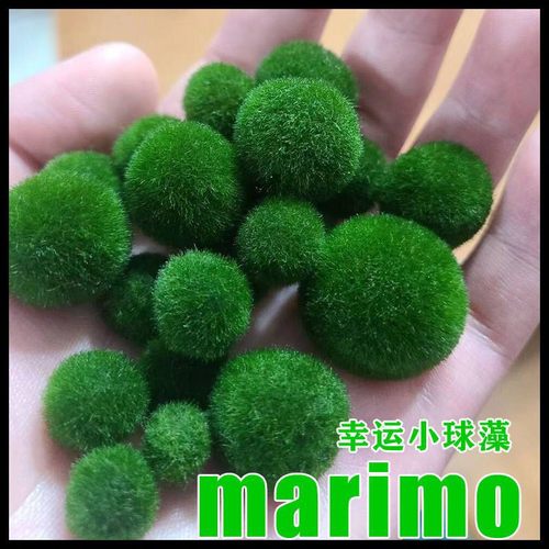 如植正品海藻球十年行业老店