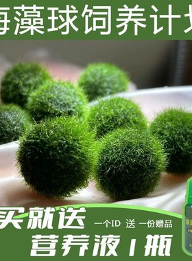 marimo海藻球小球藻生态瓶懒人水培植微景观宿舍宠物鱼缸增氧水草