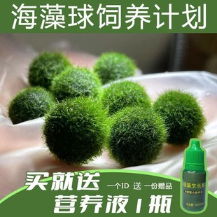 marimo海藻球小球藻生态瓶懒人水培植微景观宿舍宠物鱼缸增氧水草