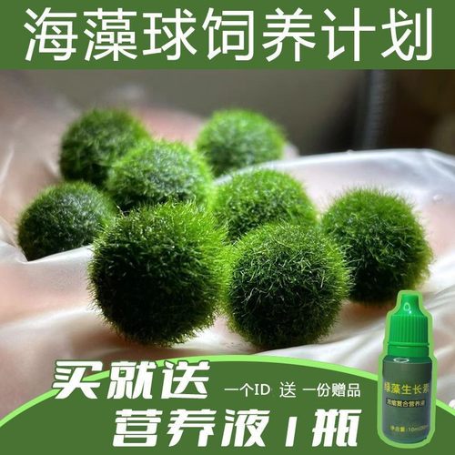 饲养一个会炸毛的萌球