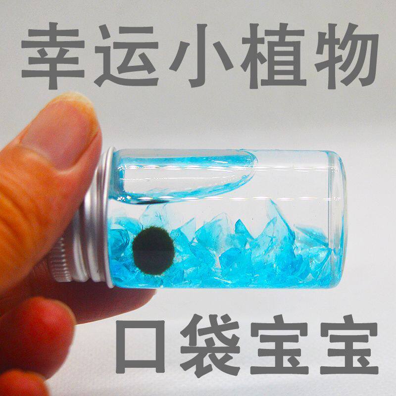 如植马里莫海藻球水培桌面摆件
