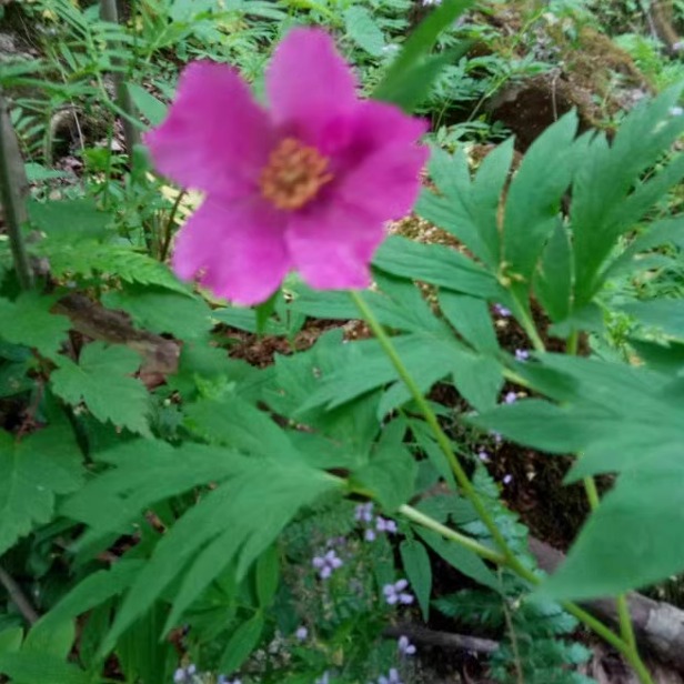 秦岭新奇野花 原生种红花芍药 观花药用植物