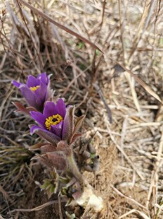 秦岭新奇花草 白头翁 秃子花 毛菇花苗 药用观花植物