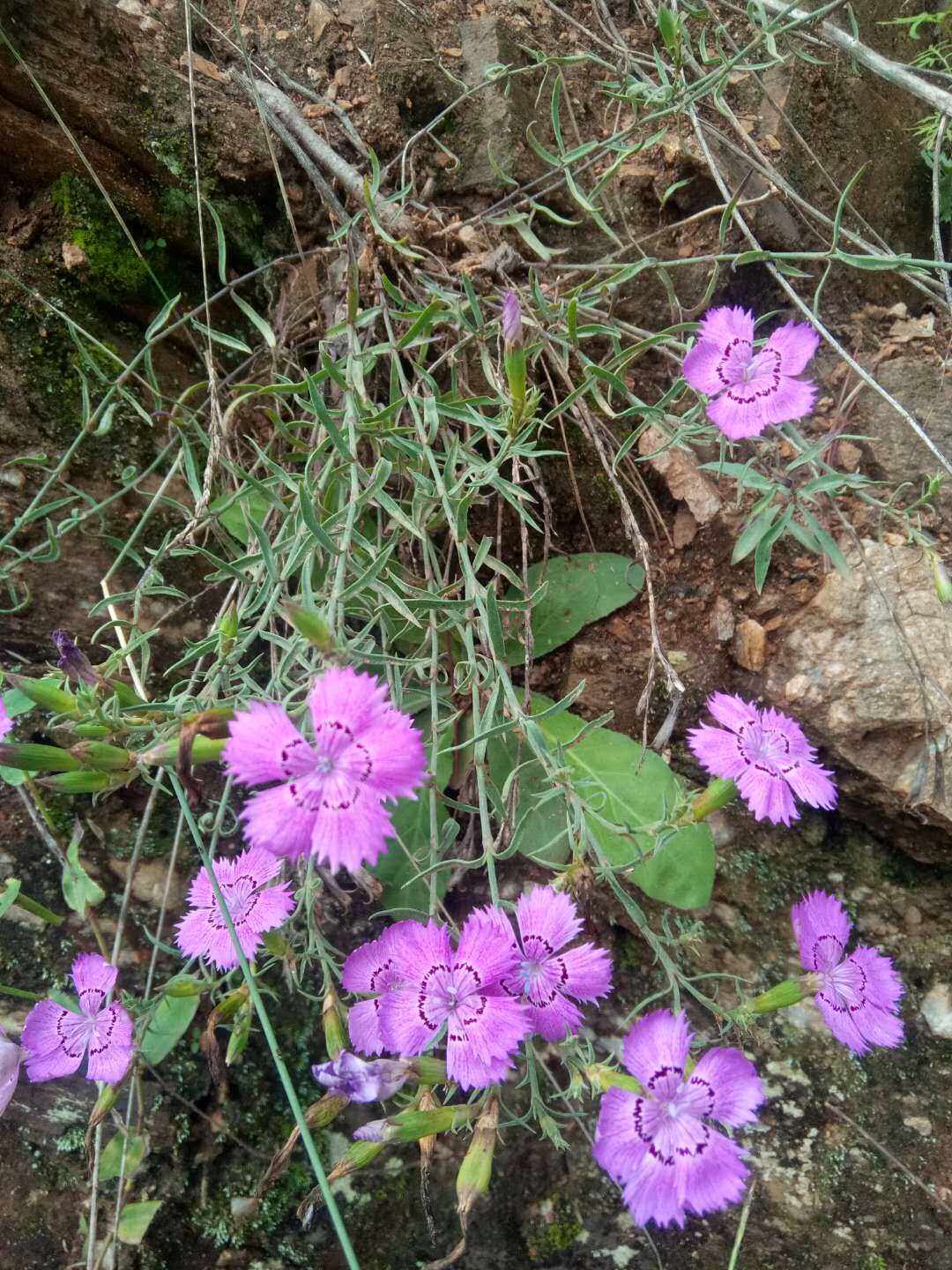 秦岭新奇花草 石竹花  小野花 原生种花草观花药用植物