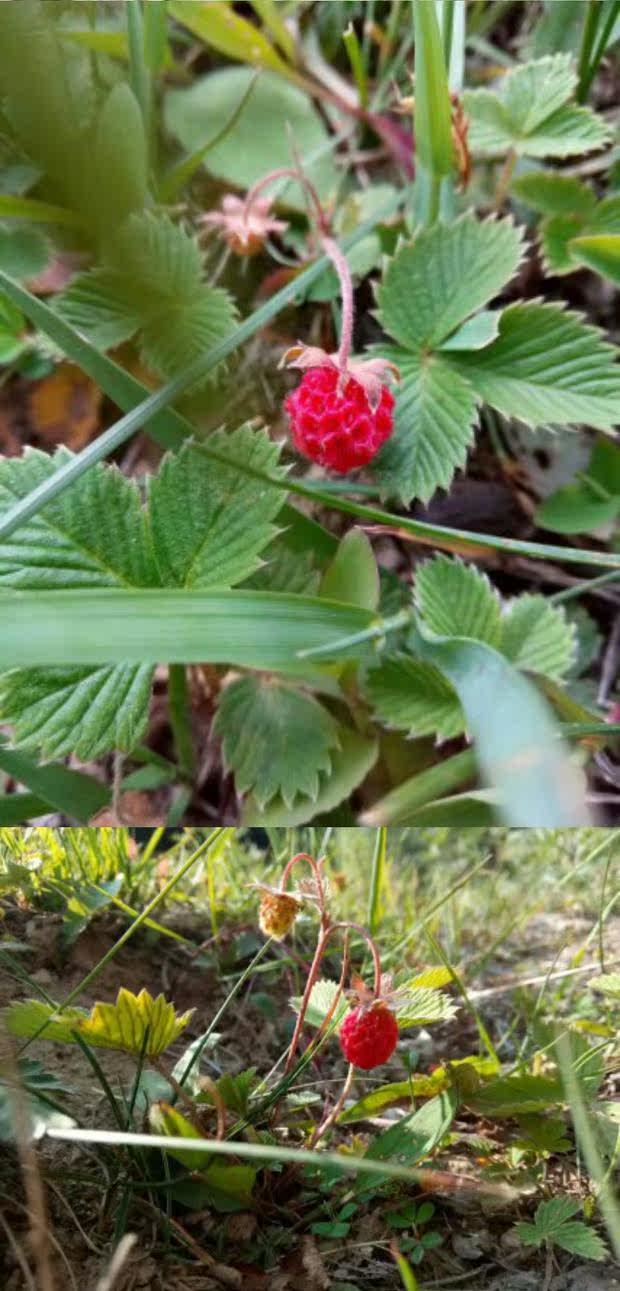 秦岭原生草莓苗野草莓苗小型草莓