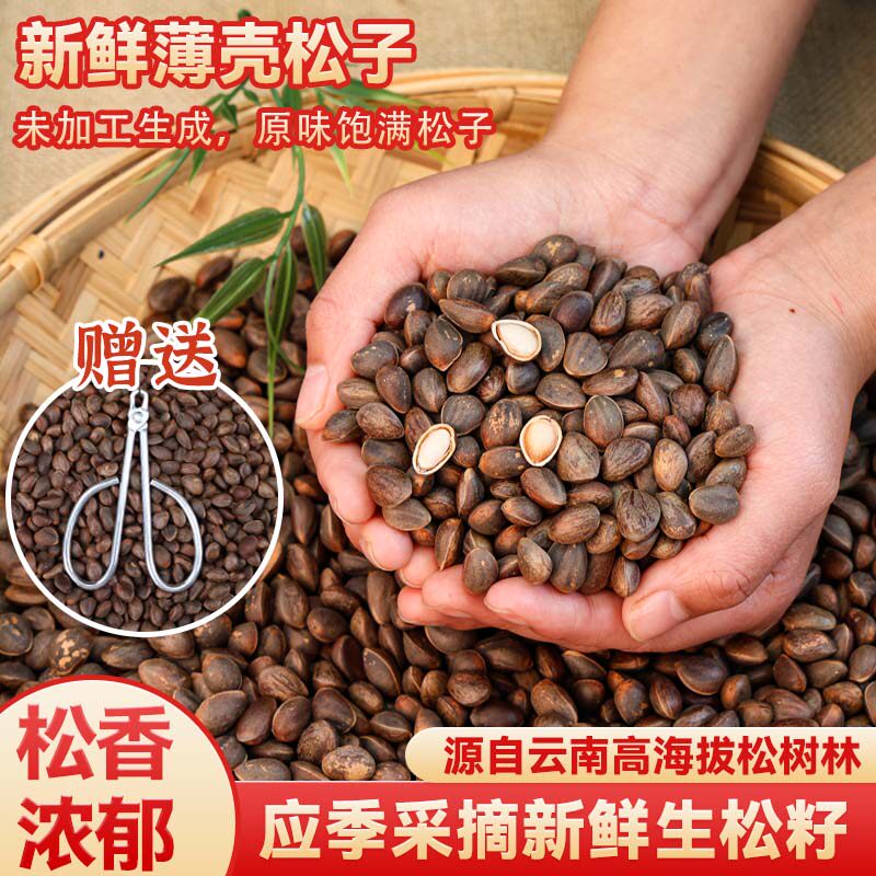 云南新鲜生松子颗粒饱满未加工原味薄皮松子落送夹子
