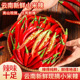 滇鲜生云南高山本地正宗农家自种新鲜小米辣红辣椒现摘现发