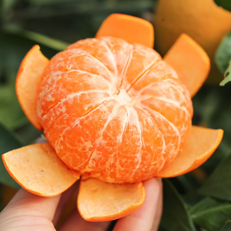 滇鲜生云南红河沃柑汁水丰富