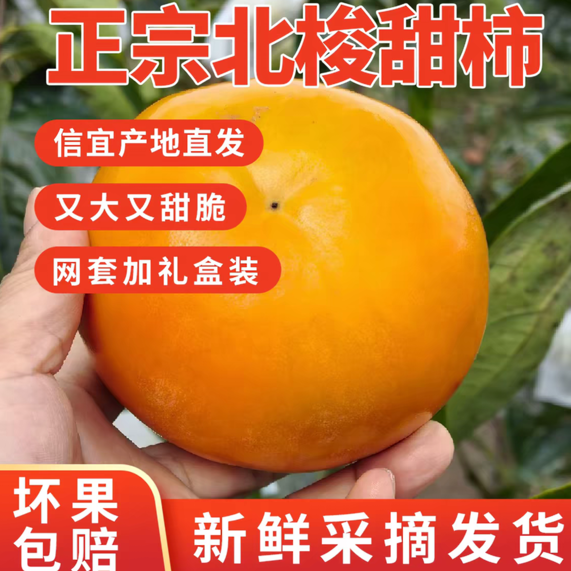 信宜大成北梭富有甜柿现摘现发