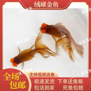 精品绒球金鱼紫身绒球兰寿小金鱼苗观赏鱼冷水鱼耐养活体宠物鱼