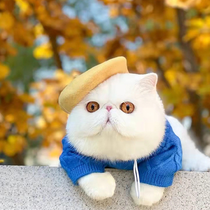 羊毛款宠物贝雷帽子用品画家小狗狗猫咪草帽装头饰小型犬四季通用