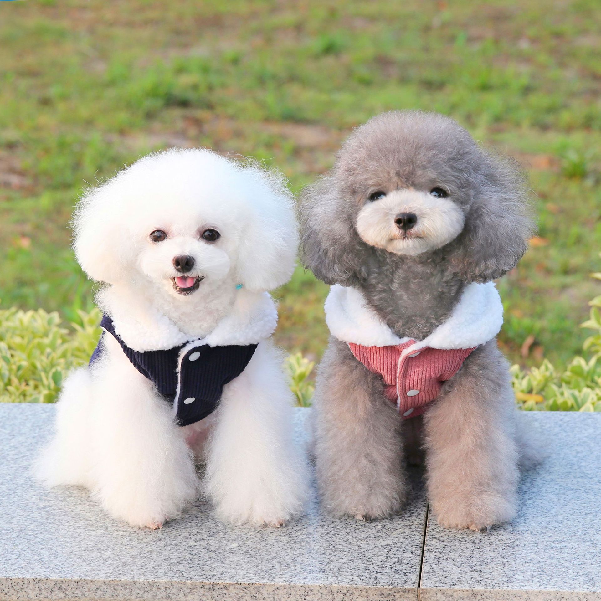 服装灯芯绒棉马甲背心比熊泰迪小狗衣服宠物狗比熊犬大型犬无袖