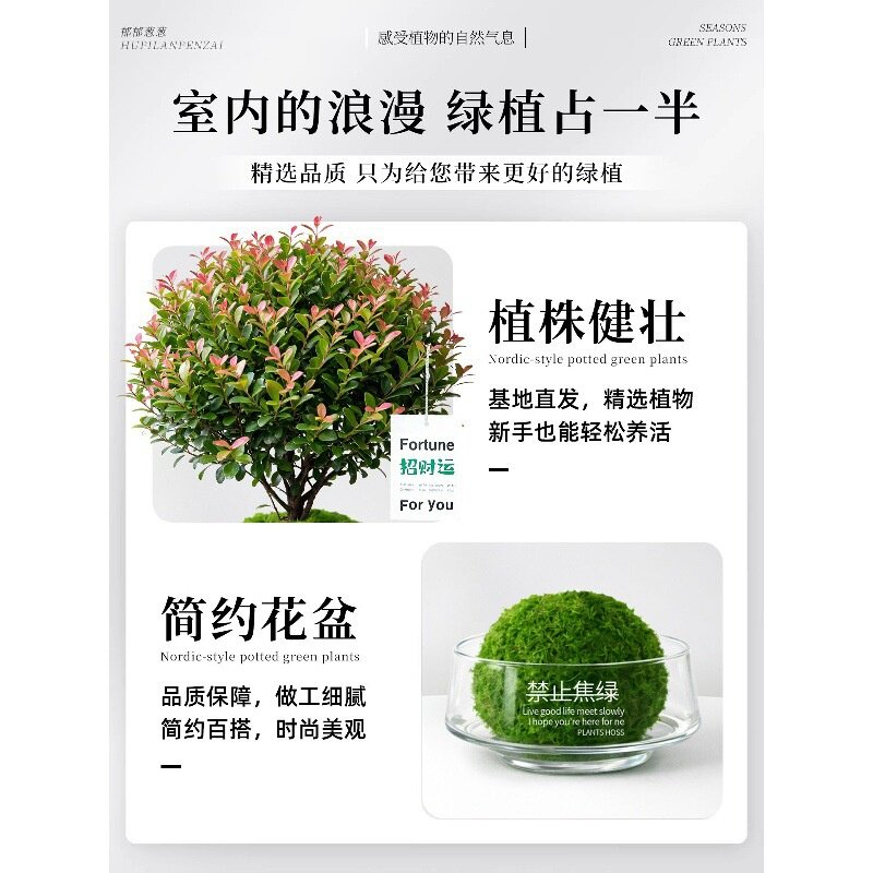 小叶赤楠绿植室内植物盆景办公室桌面感摆件小盆栽好养活