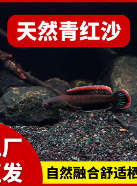 免洗雷龙底沙灰青沙青红沙偏暗灰青沙青灰红沙雷龙专用原生鱼缸沙