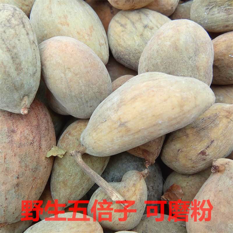 四川野生中药材五倍子四川野生肚倍 百虫仓百药煎每份500g 可磨粉