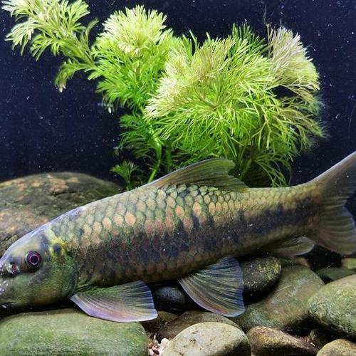 东方墨头鱼除藻冷水鱼淡水鱼