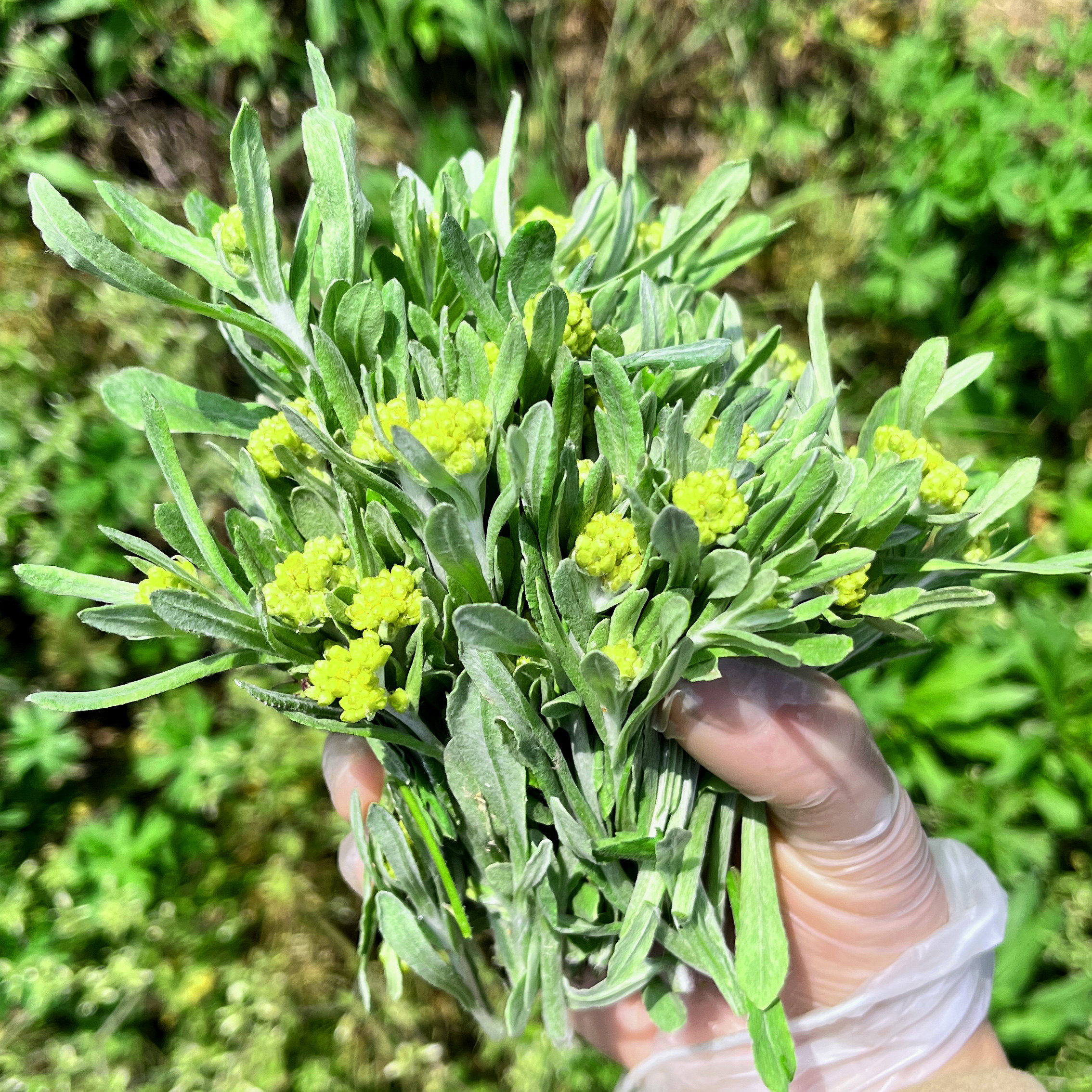 野生清明草鼠曲草蔬菜鼠鞠棉菜青团艾草佛耳草水萩做粑粑新鲜1斤
