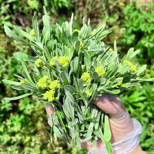 田艾蔬菜清明菜野生新鲜