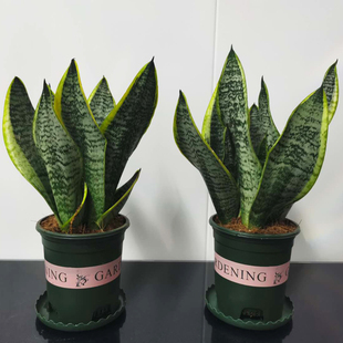 金边短叶矮脚虎皮兰除甲醛净化空气办公室盆栽室内客厅卧室绿植