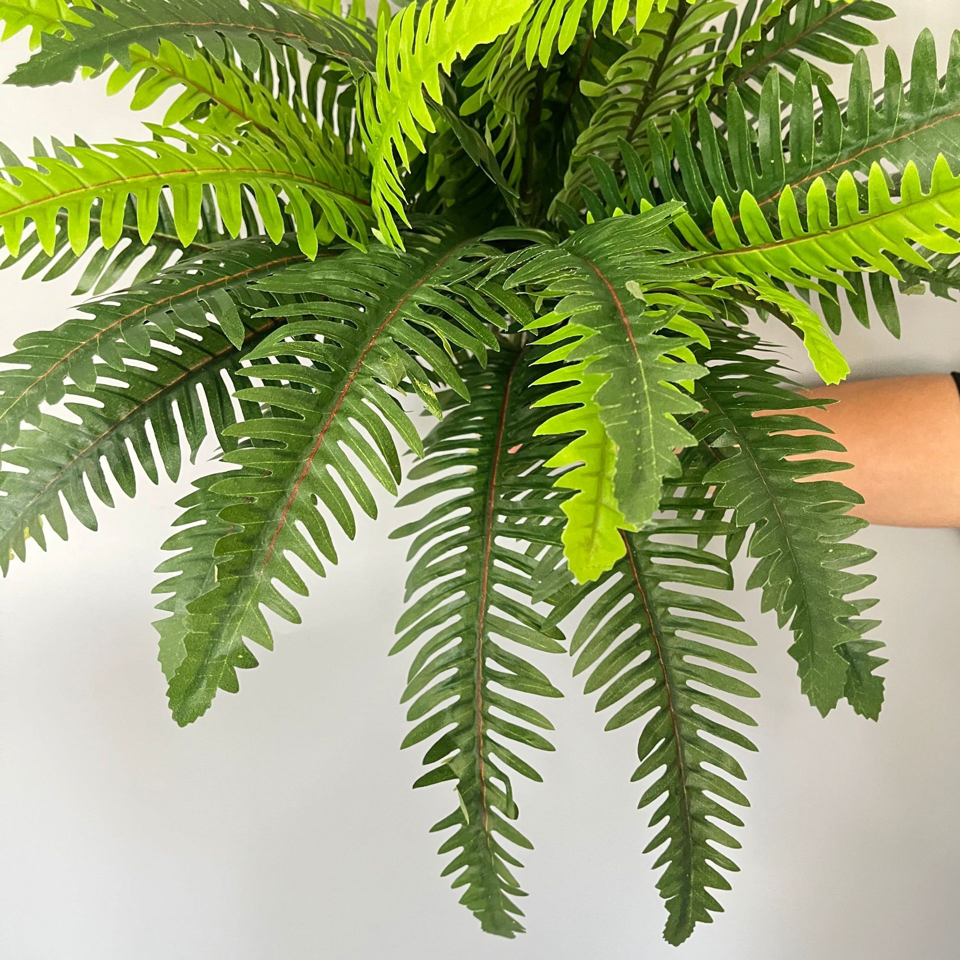 厂家现货 仿真植物波斯草 38叶加密蜈蚣草 花艺软装蕨类绿植