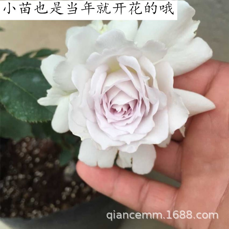 日月加百列大天使玫瑰浓香花卉丰花灌木阳台蔷薇四季开月季花苗