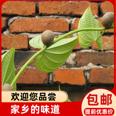 福建寿宁土特产黄独籽