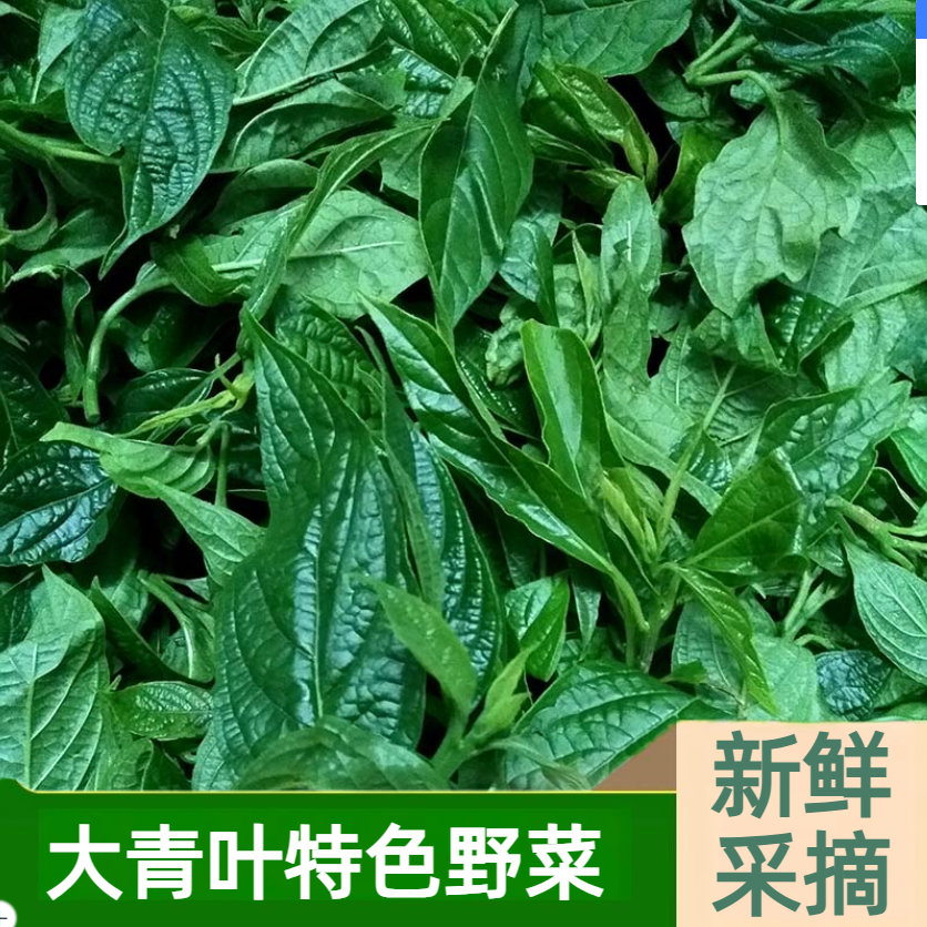 秋枫树秋风丝柴头菜公鸡菜大青叶温州野菜500g去火苦菜草寿宁特产